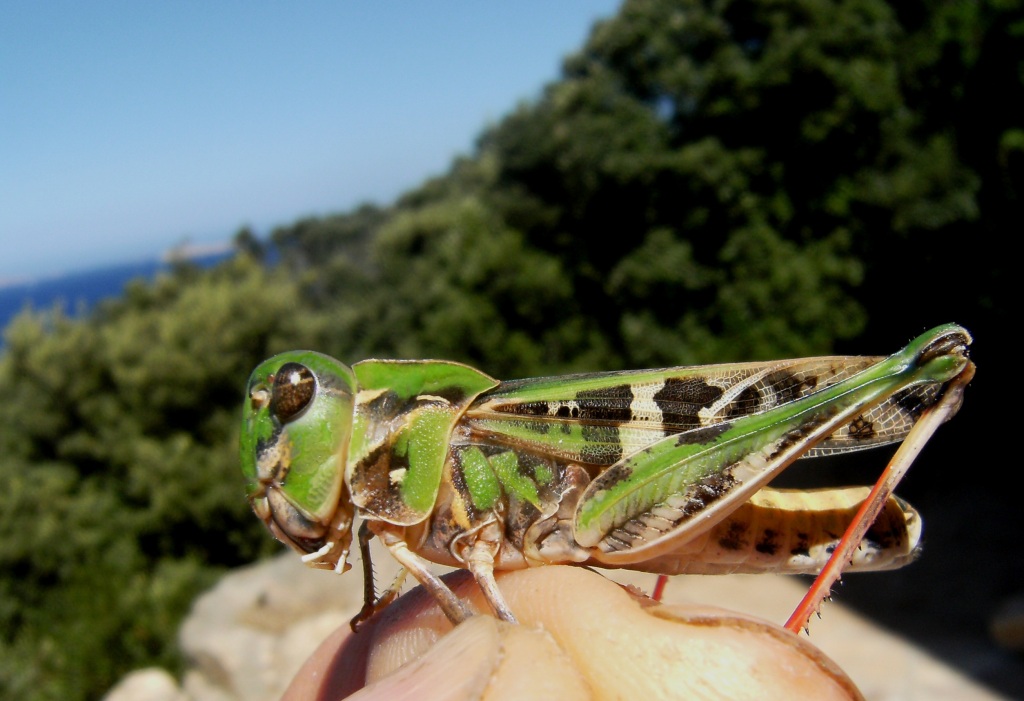 Acrididae: Locusta migratoria cinerascens e Oedaleus decorus